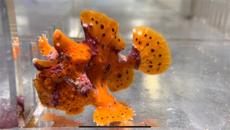 Pair of Wartskin Frogfish .
